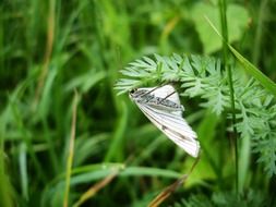 White butterfly on the green grass