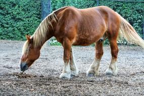 Brown horse is eating something
