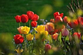 colorful bright tulips in the sunlight