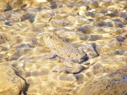 Colorful swimming frog in the water in light