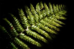 picture of the fern plant in a dark