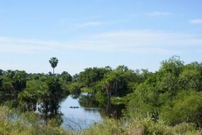 wetland in Paraguay, South America