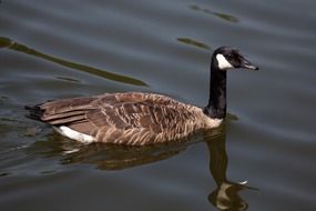 black brown bird