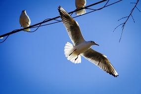 gulls on a wire in the air