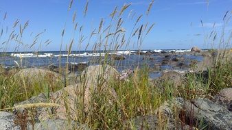 stones and tall grass on the coast of Gotland