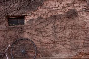 brick wall with window and vine branches