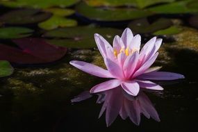 astounding water lily