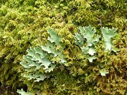 green plant in the rainforest