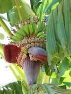 banana flower in the garden close-up