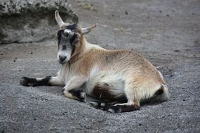 brown goat is resting in the desert
