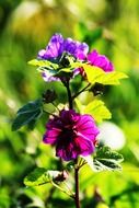 violet wild flower in the forest