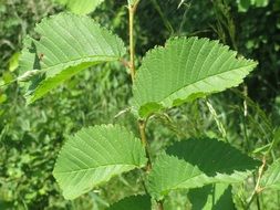 green leaves on elm tree branch