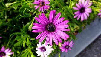 purple nature flower on a blurred background