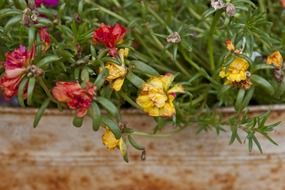 flowers in a rusty pot