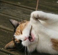 sweet cat playing