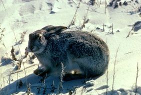 Rabbit on the snow in the wild nature