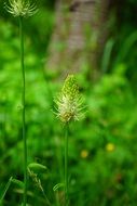 phyteuma spicatum flower