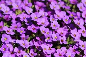 many purple flowers on the bush