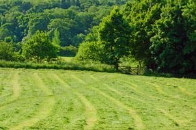 green agriculture meadow