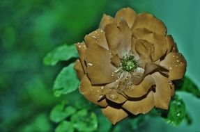 close-up view of unusual rose