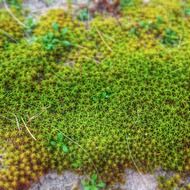 Green star moss on a stone