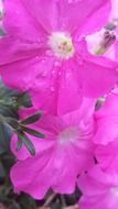 pink vivid garden flowers