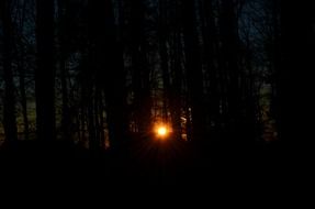 red sun in sunset behind forest trees