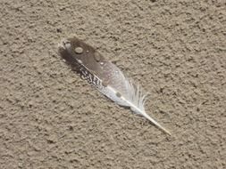 feather of a gull in a spray of water on the sand