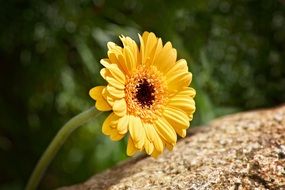 yellow marguerite in summer