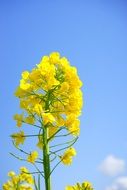 summer rape blossoms