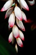 pink flower bromeliad close-up
