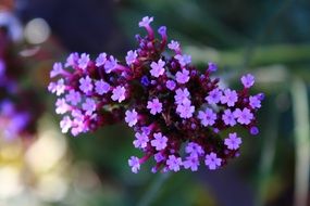 purple fine flowers, blurred background