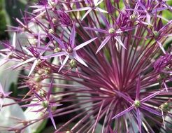 purple ornamental onion flowers blossom