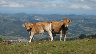 calves nature