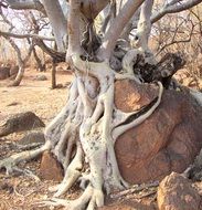 tree roots on stone