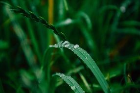 water drops on green plants