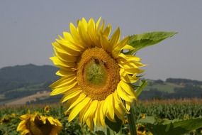 amazing beauty sun flower