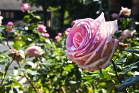 light pink rose on a bush