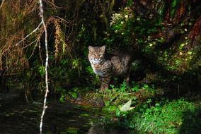 bobcat in the olympic national park