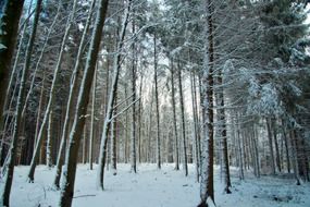 snowy forest in bavaria