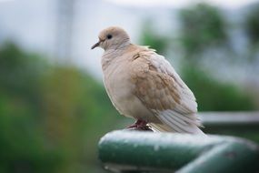 pigeon on the green pipe