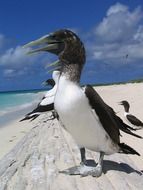 masked booby, flock of birds on sand beach, usa, hawaii