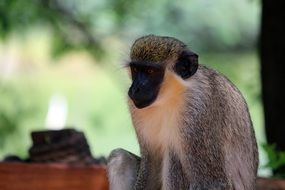 monkey is a representative of the fauna