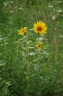sunflowers among green field