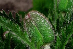 bud of poppy in water drops close up