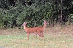 two whitetail deer in their natural environment