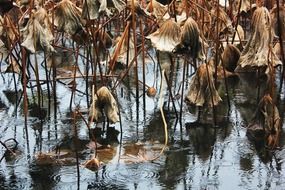 shriveled lotus leaves in a pond