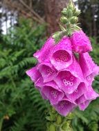 pink bells of foxglove