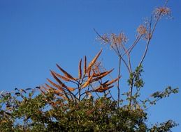 seat shaped flowers