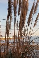 tall dry grass on the beach in Marbella, Spain